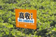 亚博体育-在线投注- 阿尔特塔轮换策略收奇效  